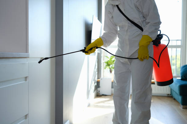 Best Mold Removal Company Near Me  in Wlow Springs, IL