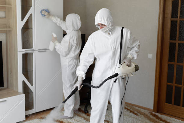 Attic Mold Removal in Willow Springs, IL
