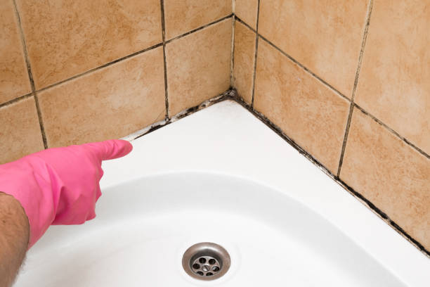 Best Mold Testing  in Wlow Springs, IL